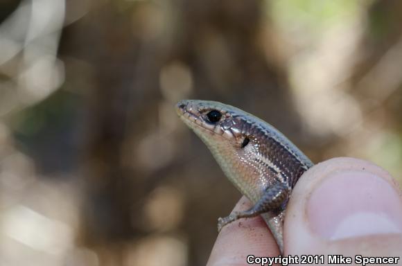 Southern Coal Skink (Plestiodon anthracinus pluvialis)