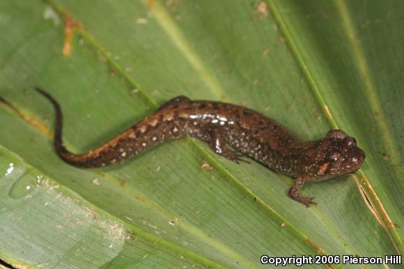 Apalachicola Dusky Salamander (Desmognathus apalachicolae)