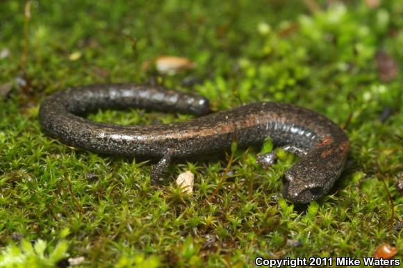 Kern Canyon Slender Salamander (Batrachoseps simatus)