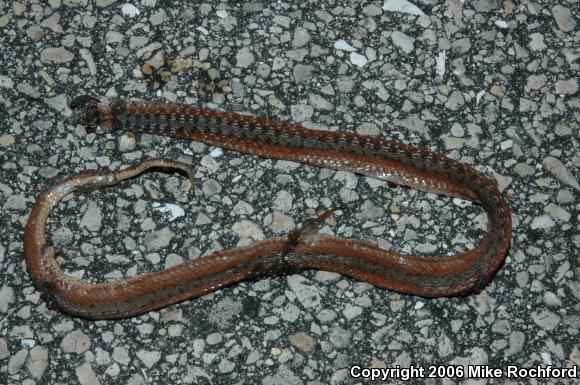 Florida Brownsnake (Storeria victa)