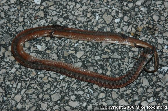 Florida Brownsnake (Storeria victa)