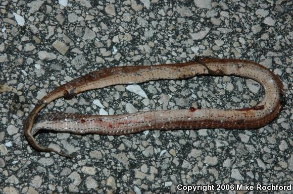 Florida Brownsnake (Storeria victa)