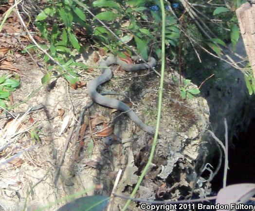 Brown Watersnake (Nerodia taxispilota)