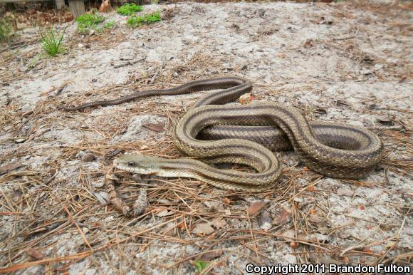 Eastern Ratsnake (Pantherophis alleghaniensis)