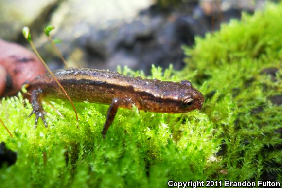 Southern Two-lined Salamander (Eurycea cirrigera)