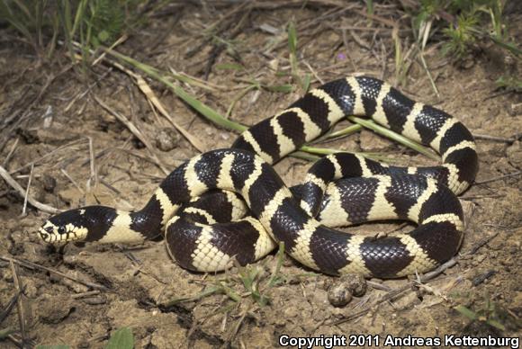 California Kingsnake (Lampropeltis getula californiae)