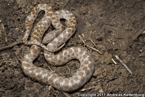 San Diego Nightsnake (Hypsiglena ochrorhyncha klauberi)