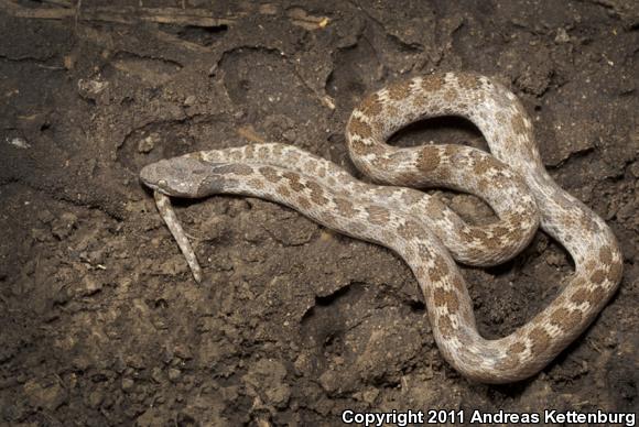 San Diego Nightsnake (Hypsiglena ochrorhyncha klauberi)