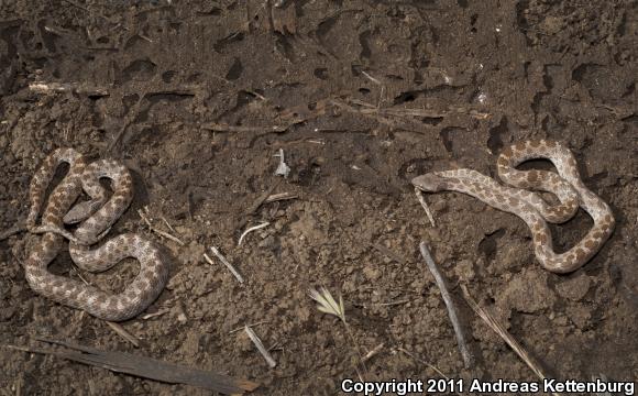 San Diego Nightsnake (Hypsiglena ochrorhyncha klauberi)