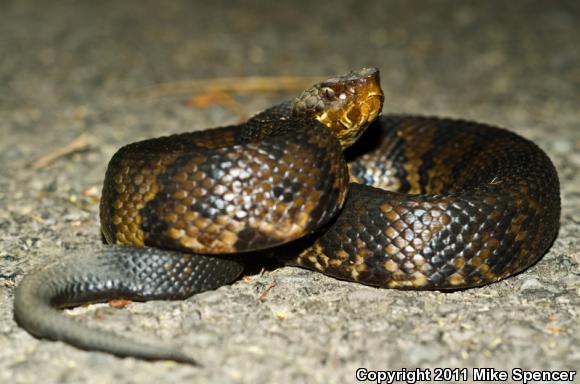 Western Cottonmouth (Agkistrodon piscivorus leucostoma)