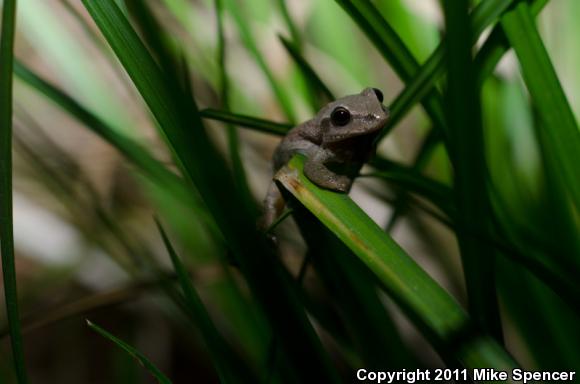 Spring Peeper (Pseudacris crucifer)