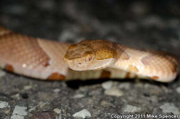 Southern Copperhead (Agkistrodon contortrix contortrix)