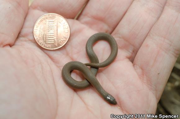 Rough Earthsnake (Virginia striatula)