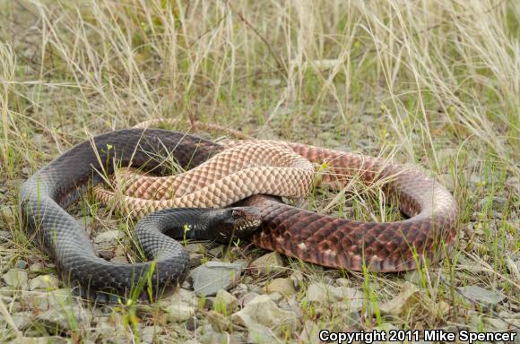 Eastern Coachwhip (Coluber flagellum flagellum)