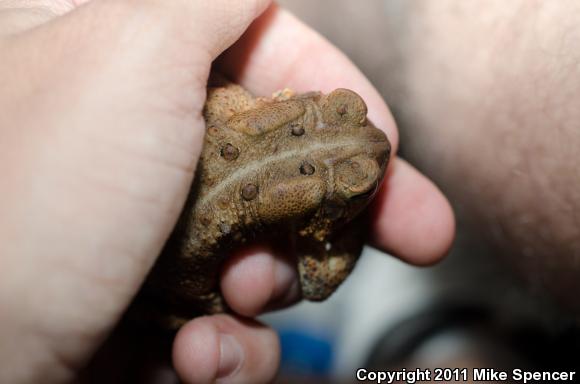 Dwarf American Toad (Anaxyrus americanus charlesmithi)