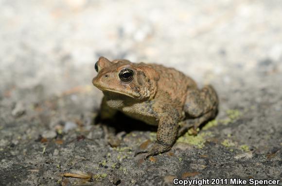 Dwarf American Toad (Anaxyrus americanus charlesmithi)