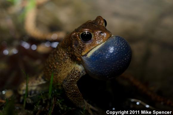 Dwarf American Toad (Anaxyrus americanus charlesmithi)