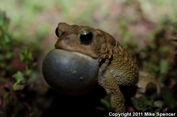 Dwarf American Toad (Anaxyrus americanus charlesmithi)