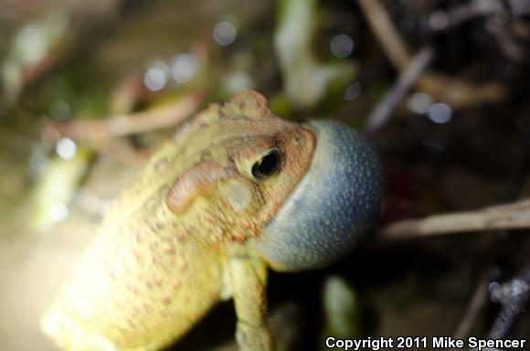 Dwarf American Toad (Anaxyrus americanus charlesmithi)