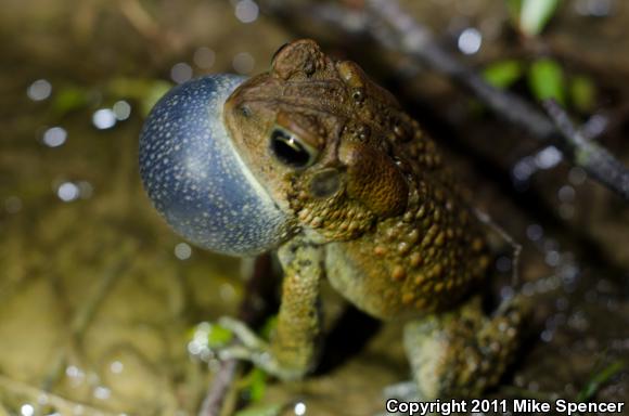 Dwarf American Toad (Anaxyrus americanus charlesmithi)