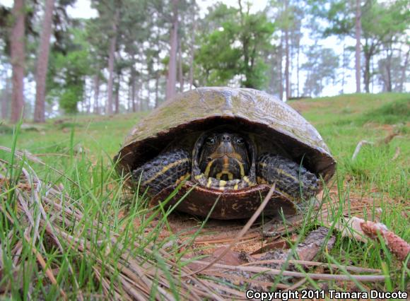 Pond Slider (Trachemys scripta)