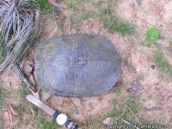 Pond Slider (Trachemys scripta)