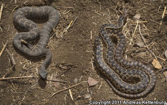 San Diego Gopher Snake (Pituophis catenifer annectens)