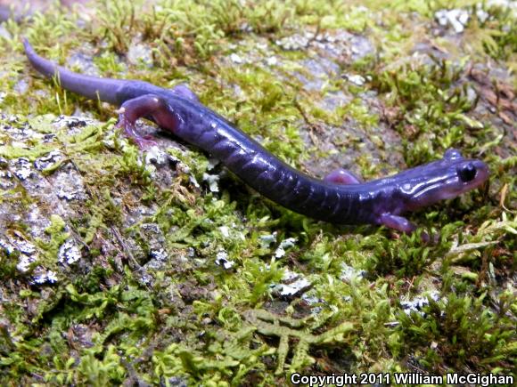 Northern Gray-cheeked Salamander (Plethodon montanus)