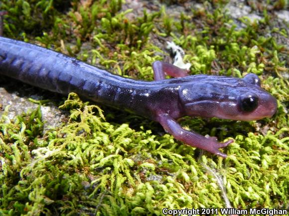 Northern Gray-cheeked Salamander (Plethodon montanus)