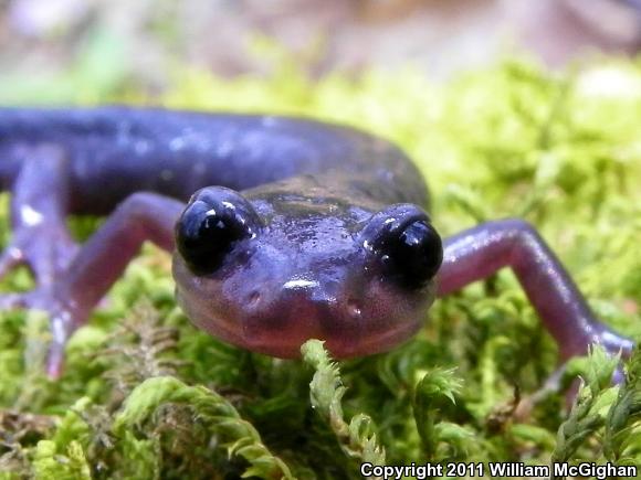 Northern Gray-cheeked Salamander (Plethodon montanus)