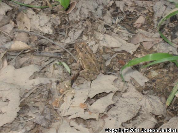 Fowler's Toad (Anaxyrus fowleri)