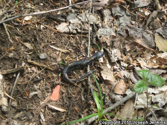 Northern Slimy Salamander (Plethodon glutinosus)