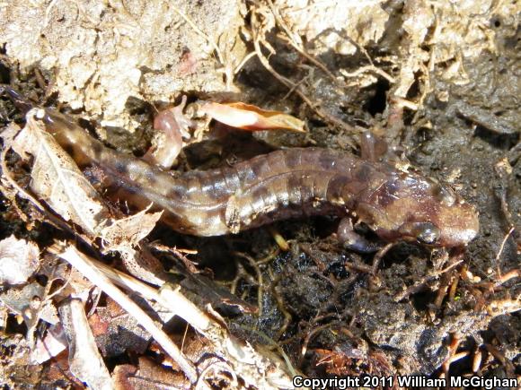 Seal Salamander (Desmognathus monticola)