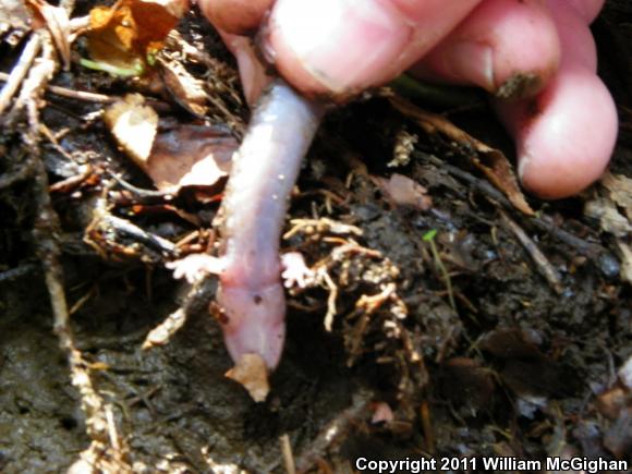 Seal Salamander (Desmognathus monticola)