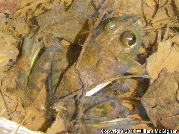 American Bullfrog (Lithobates catesbeianus)