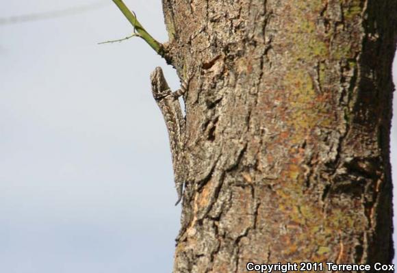 Ornate Tree Lizard (Urosaurus ornatus)