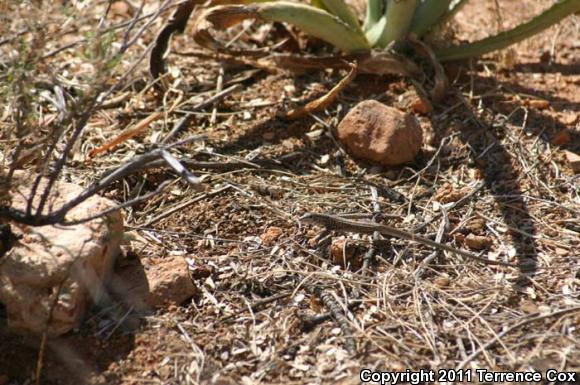 Southern Whiptail (Aspidoscelis tigris punctilinealis)