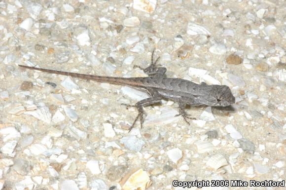 Florida Scrub Lizard (Sceloporus woodi)