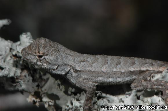 Florida Scrub Lizard (Sceloporus woodi)