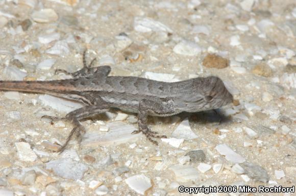 Florida Scrub Lizard (Sceloporus woodi)