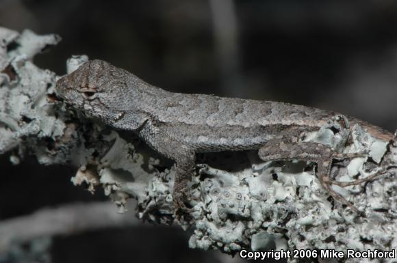 Florida Scrub Lizard (Sceloporus woodi)