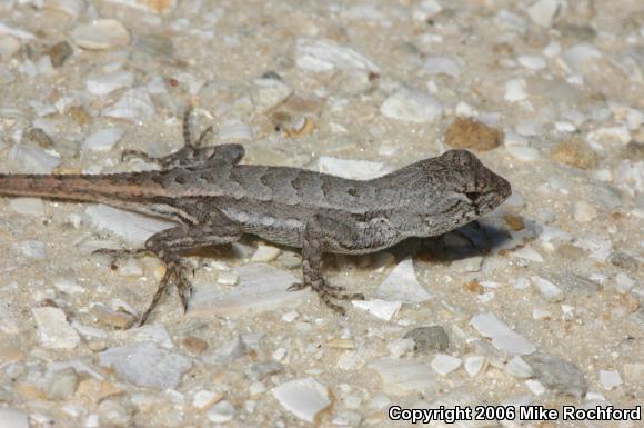 Florida Scrub Lizard (Sceloporus woodi)