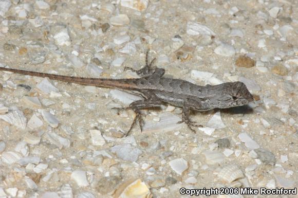 Florida Scrub Lizard (Sceloporus woodi)