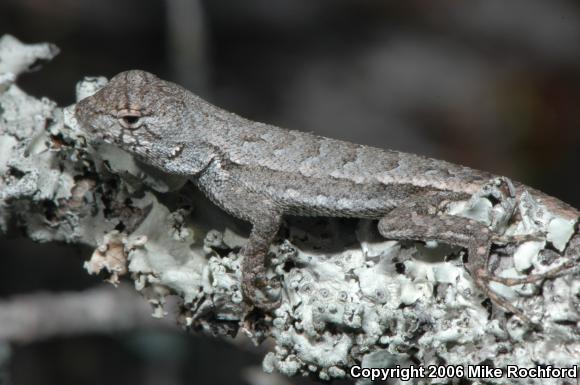 Florida Scrub Lizard (Sceloporus woodi)