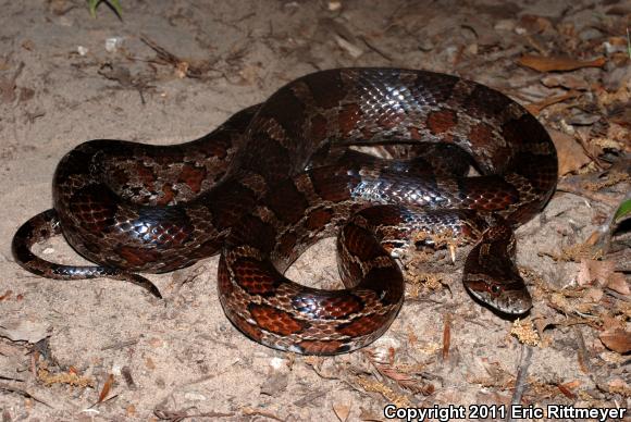 Slowinski's Cornsnake (Pantherophis slowinskii)