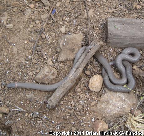 San Bernardino Ring-necked Snake (Diadophis punctatus modestus)