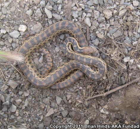 San Diego Gopher Snake (Pituophis catenifer annectens)