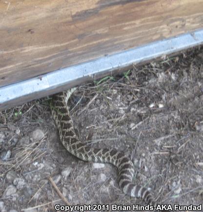 Southern Pacific Rattlesnake (Crotalus oreganus helleri)