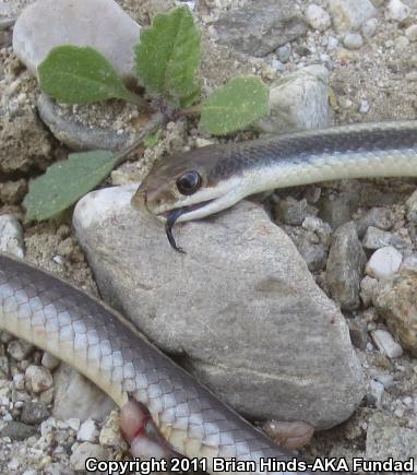 Coast Patch-nosed Snake (Salvadora hexalepis virgultea)