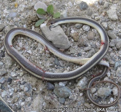 Coast Patch-nosed Snake (Salvadora hexalepis virgultea)